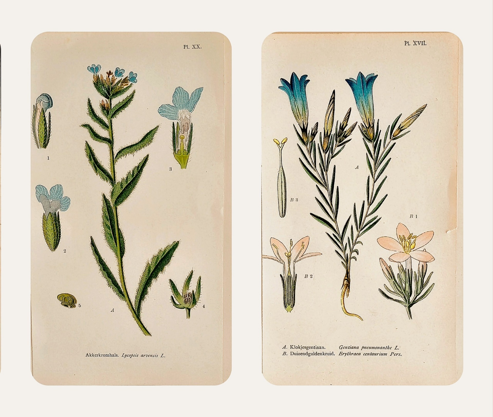 Láminas botánicas antiguas con flores azules y amarillas, hojas verdes y etiquetas numeradas.