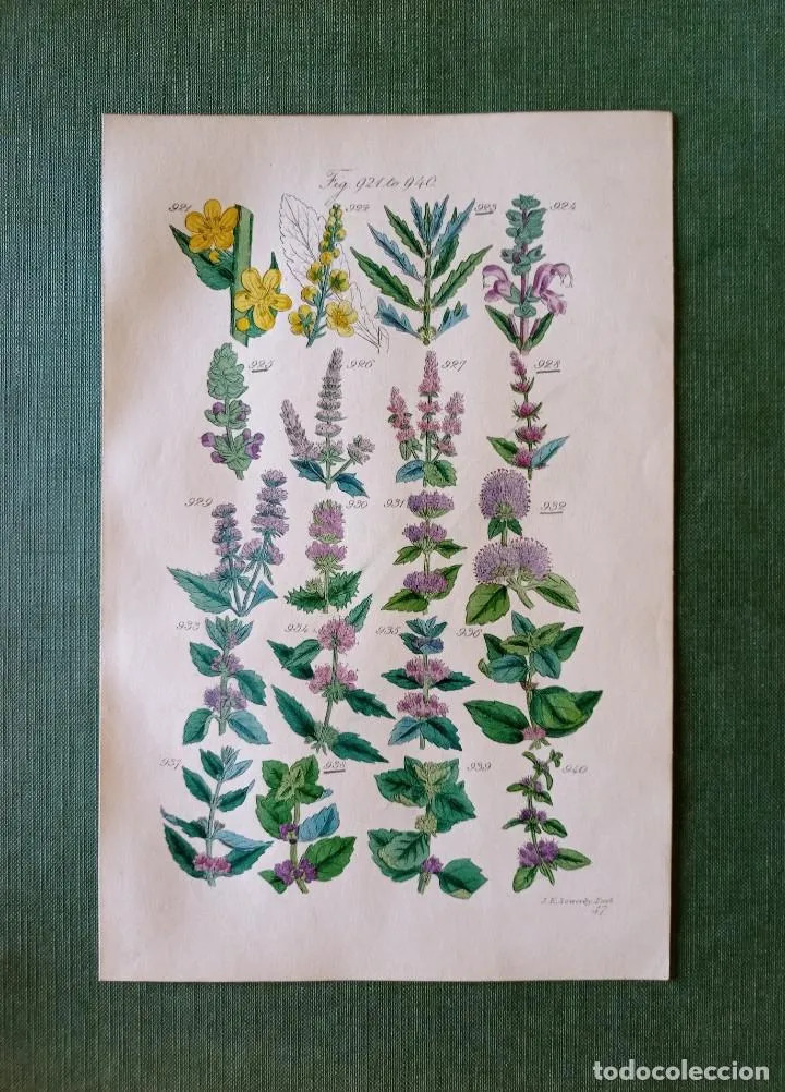 Láminas botánicas antiguas con flores azules y amarillas, hojas verdes y etiquetas numeradas.